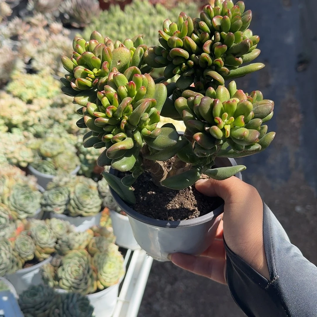 老庄圆叶招财猫多肉植物
