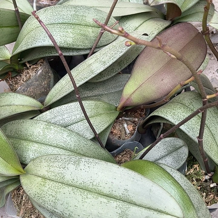 溶**?蝴蝶兰实生苗12棵