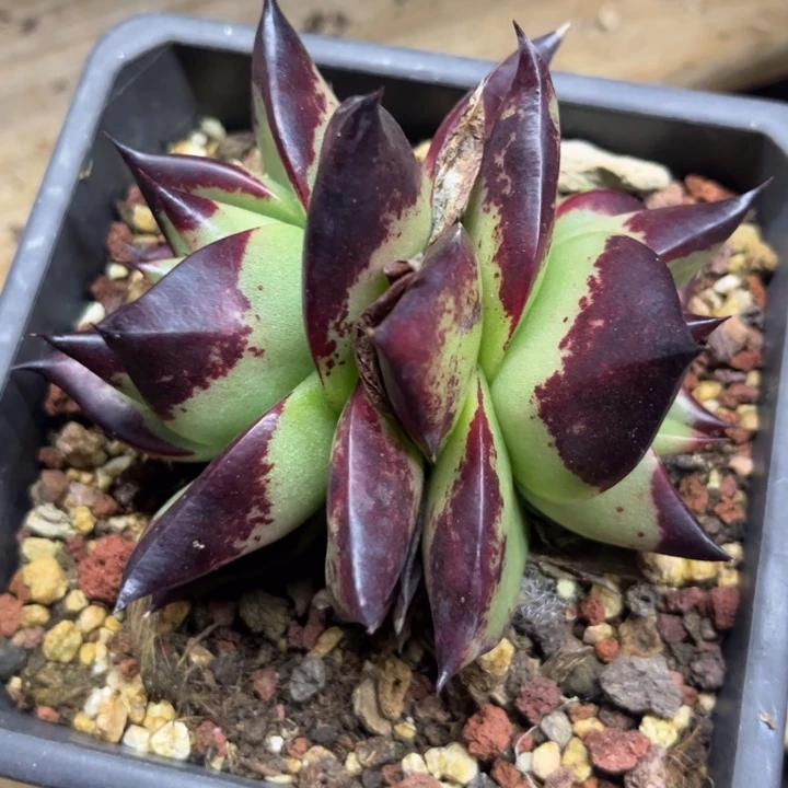 大宽叶双头外翻11111