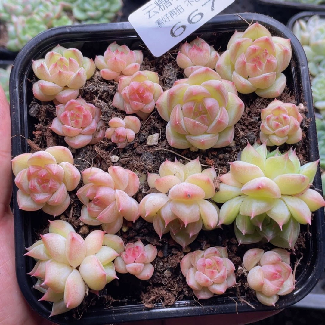 云糖心多肉植物667
