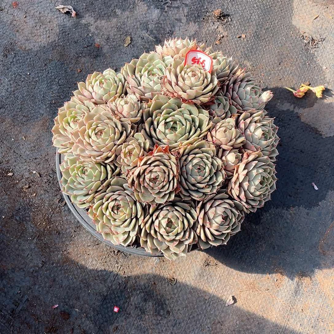 566苯巴蒂斯年尾清货一物一拍多肉