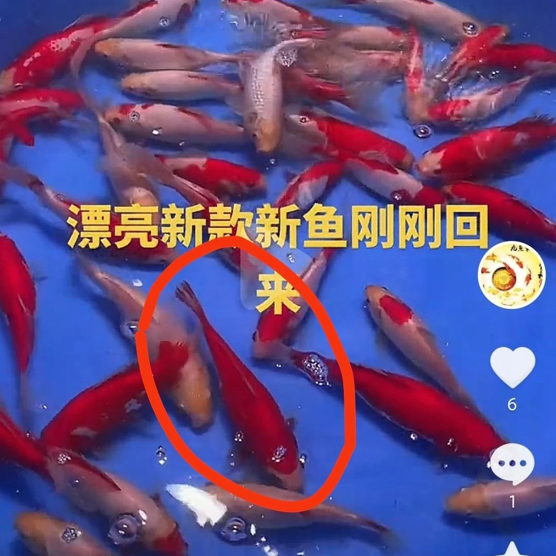 草金,红白,三色,七彩花,七彩虹,玉面,路子,鱼的尺寸锦鲤观赏鱼