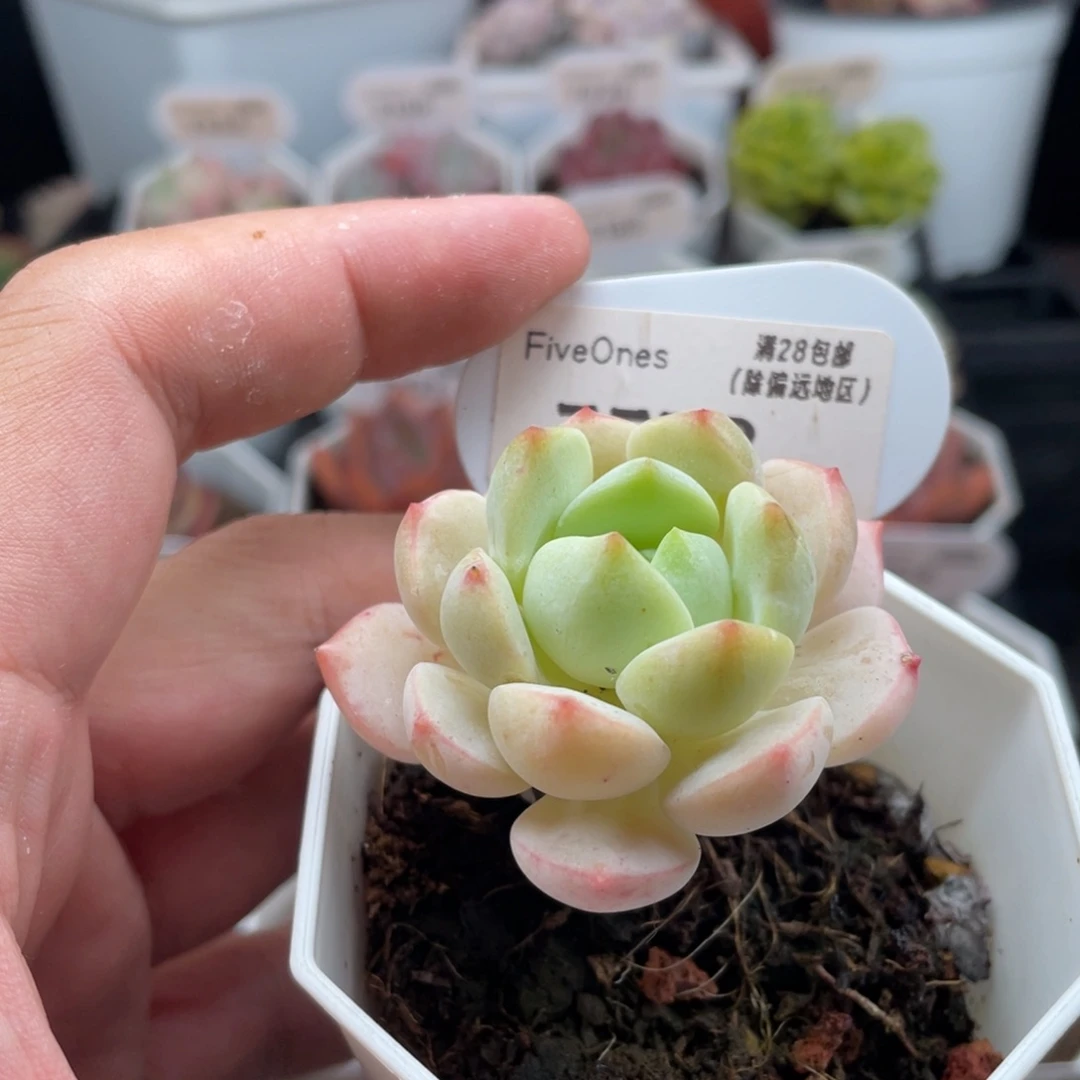 香草7578-5.0厘米