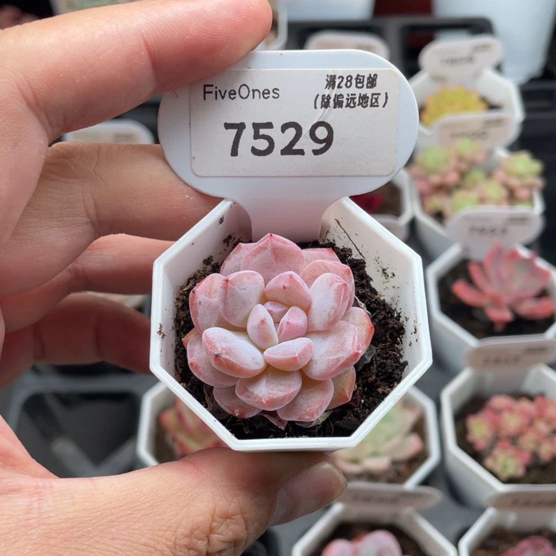 维特7529-3.5厘米