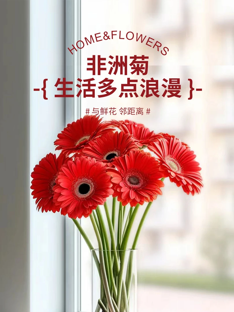 【明日必达】非洲菊红色10枝-生活鲜切花-全场任意俩单顺丰包邮到家