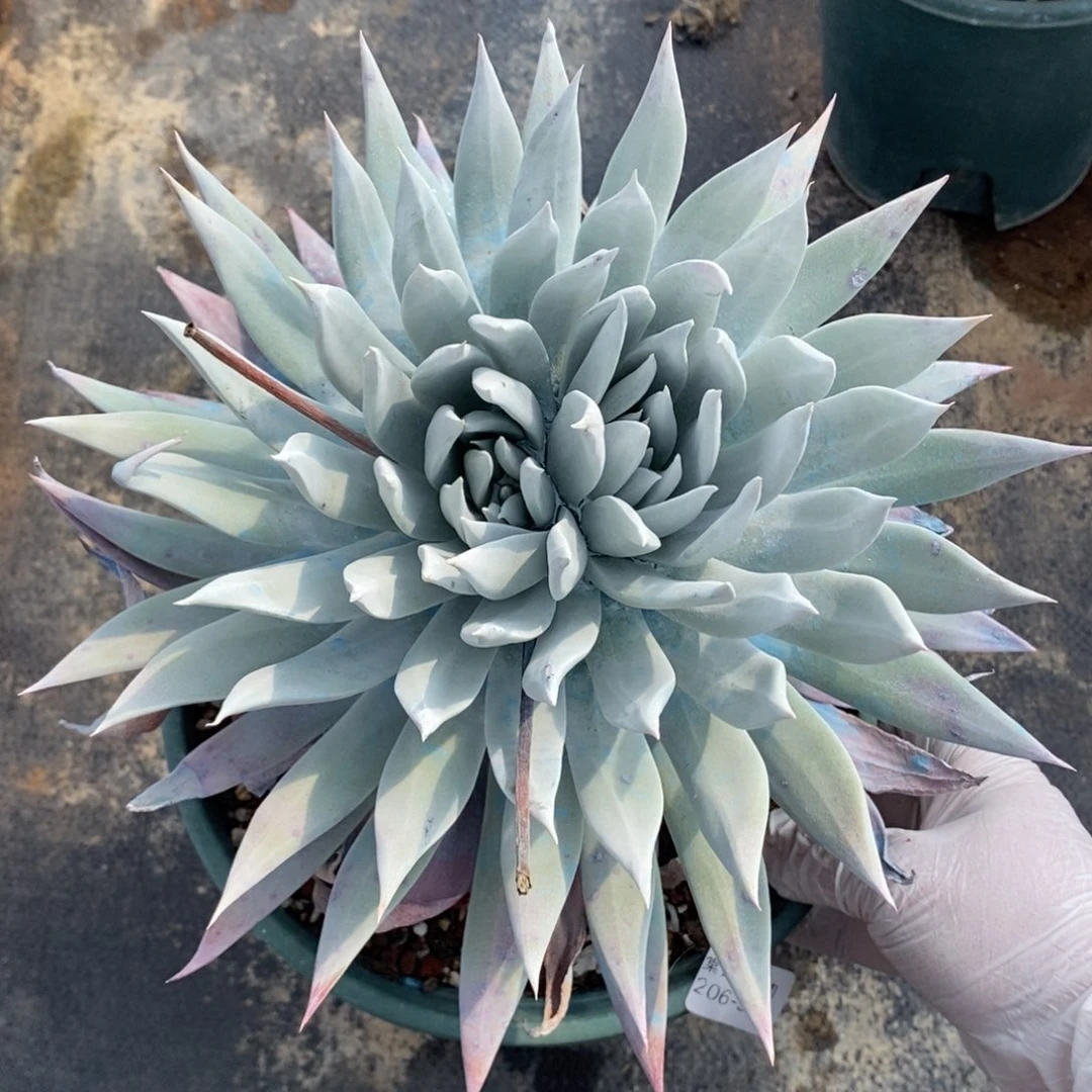 94号莫然伊粗腿子