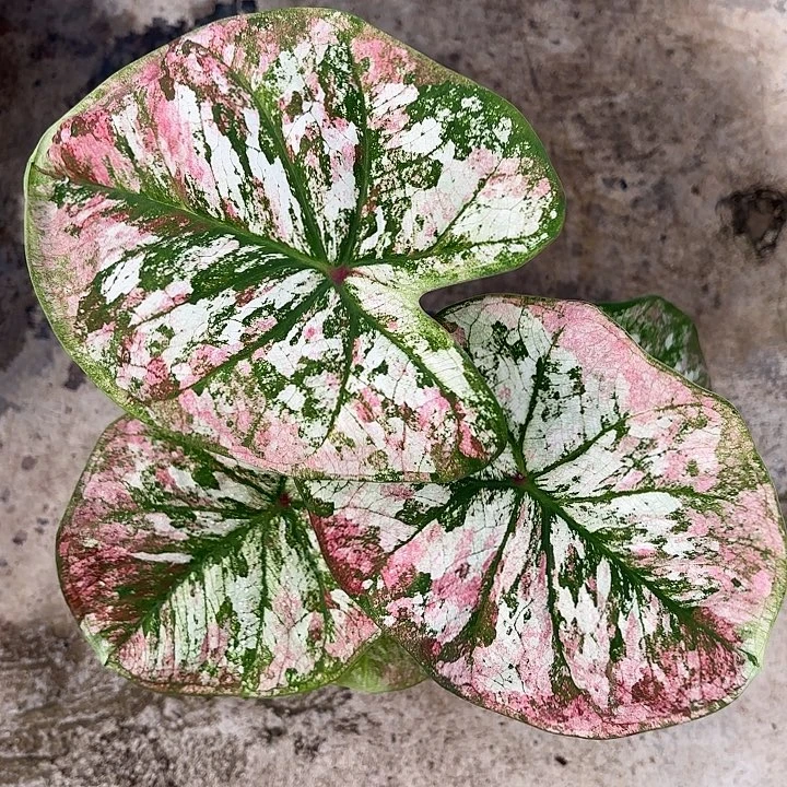 25-1124彩叶芋广东现货