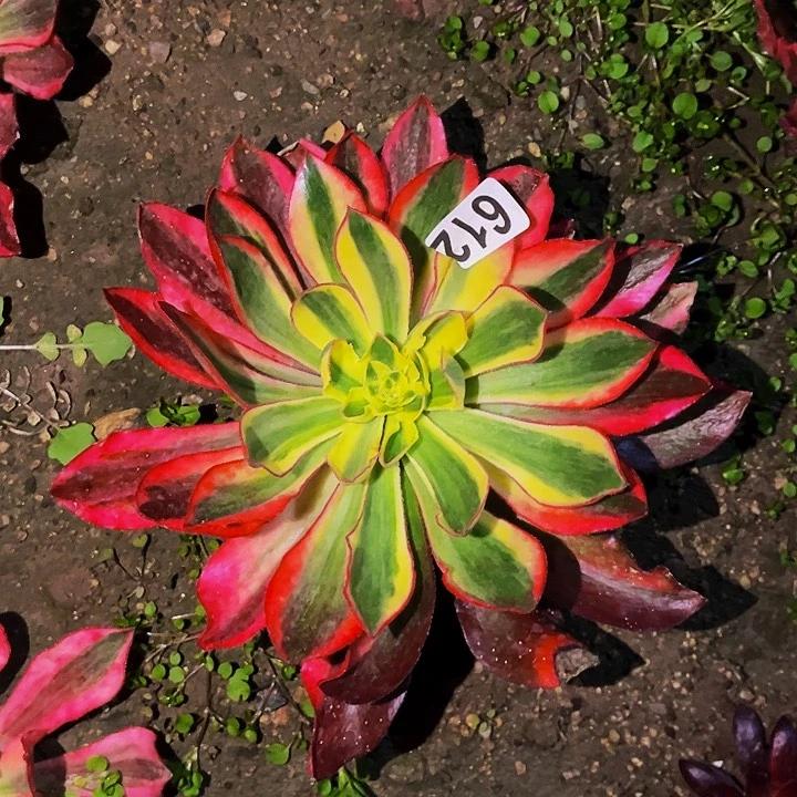 612魅影多肉植物处理不售后