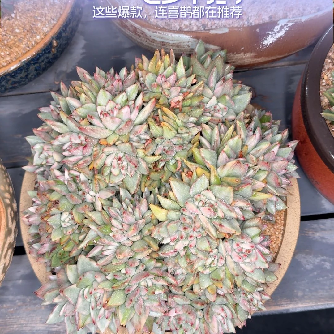 从前慢花园多肉编号0824-9999斯密达锦