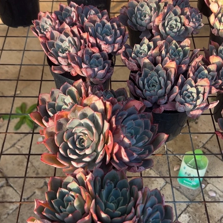 新疆包邮 赫拉群