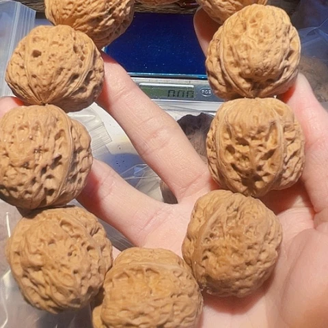 文玩核桃手串骰子三棱10粒带彩32