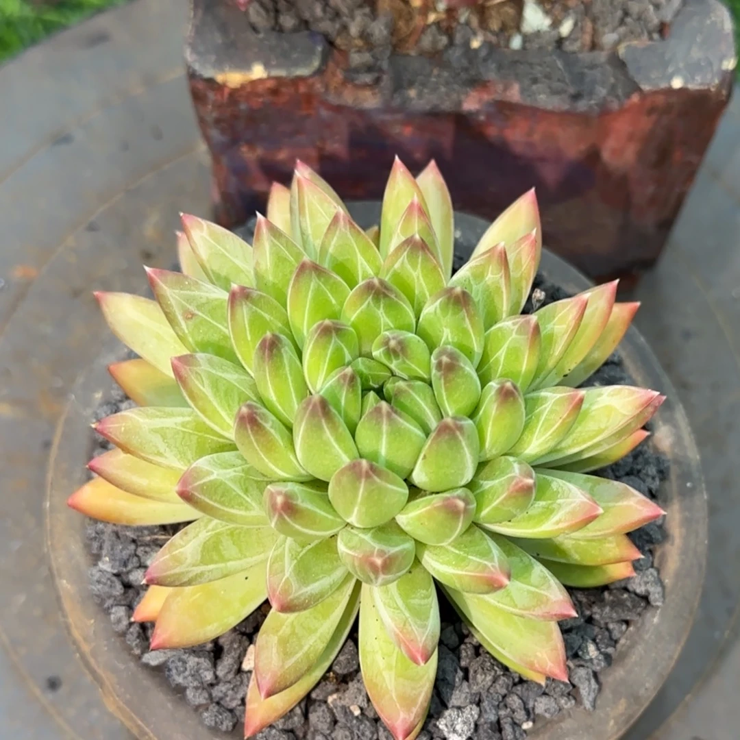 多肉植物多肉植物