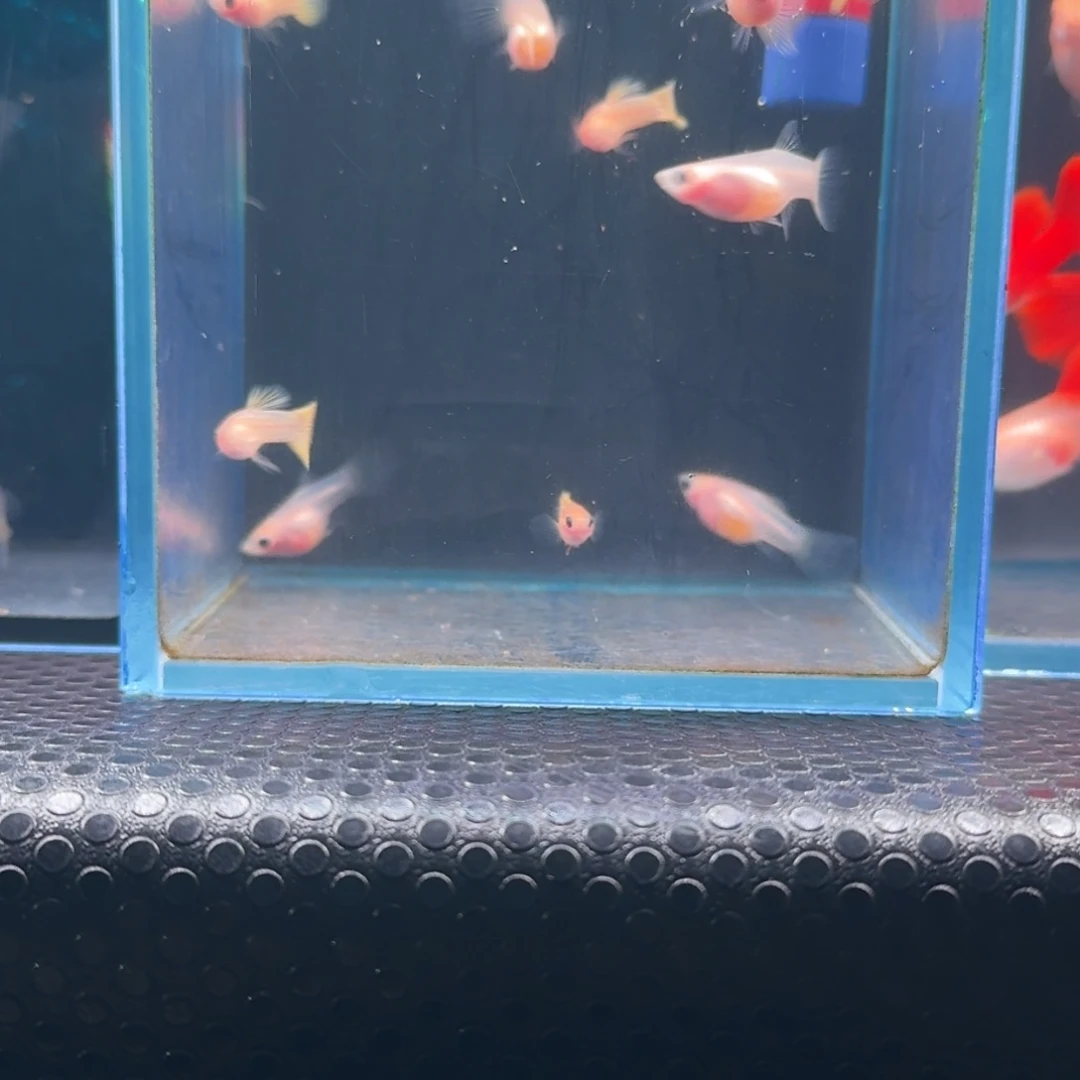 孔雀鱼清缸黄蕾丝玻璃猫3对