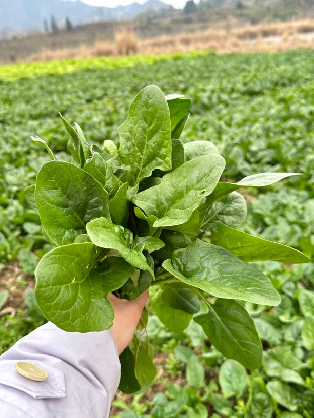 湘西露天霜打有机 菠菜