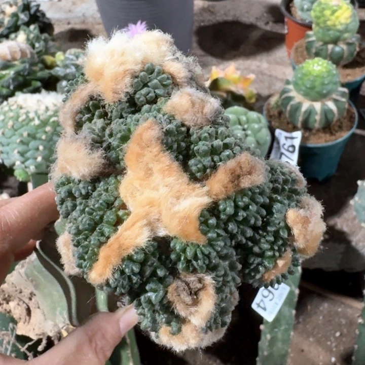 0682丸叶哥斯拉牡丹仙人球