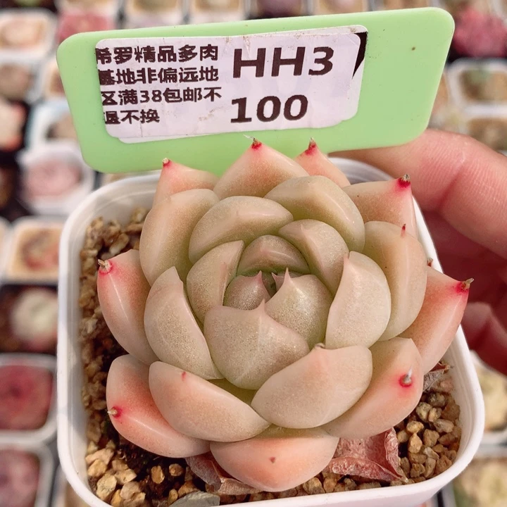 麦秆5cm多肉植物