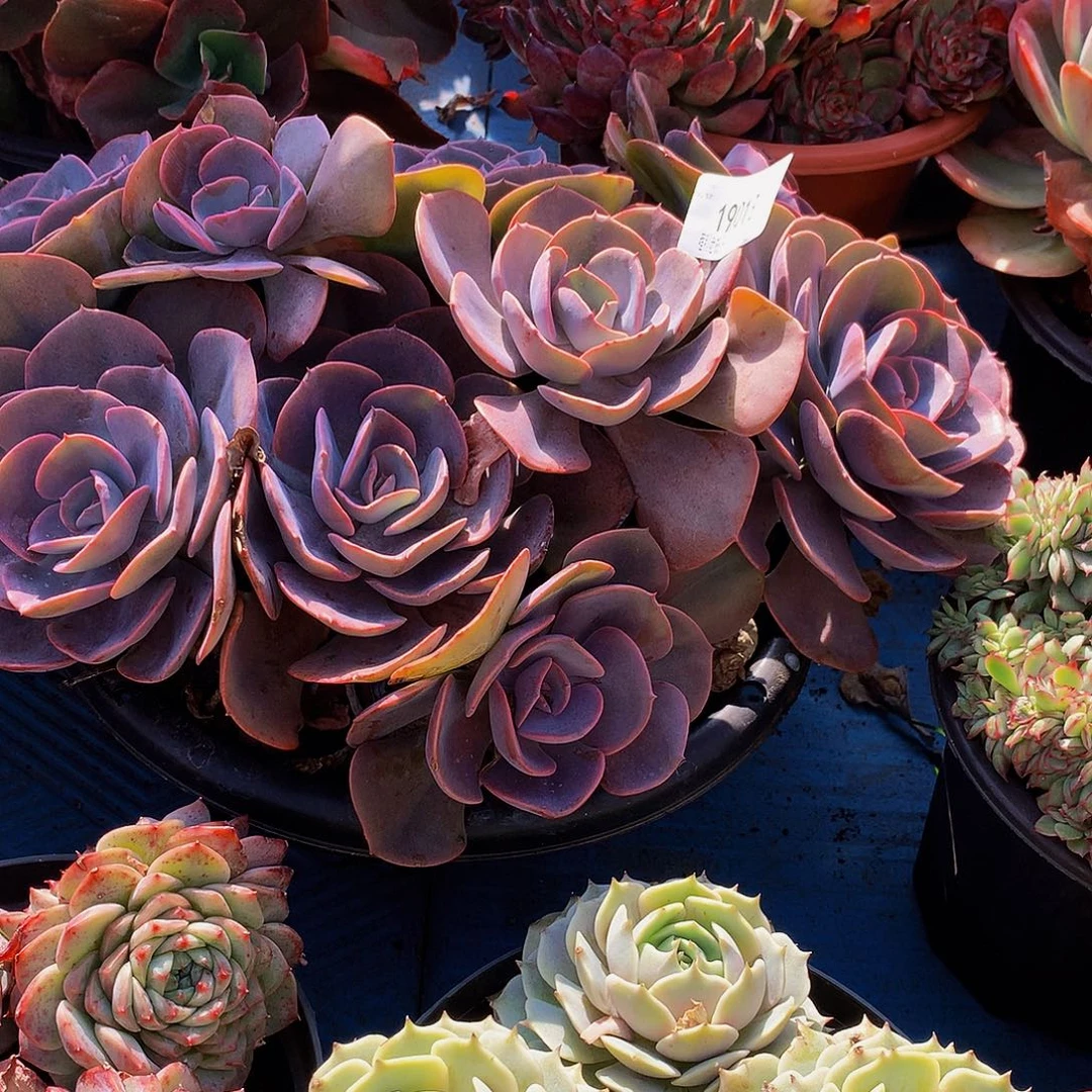 用***3尘埃玫瑰19013多肉多肉