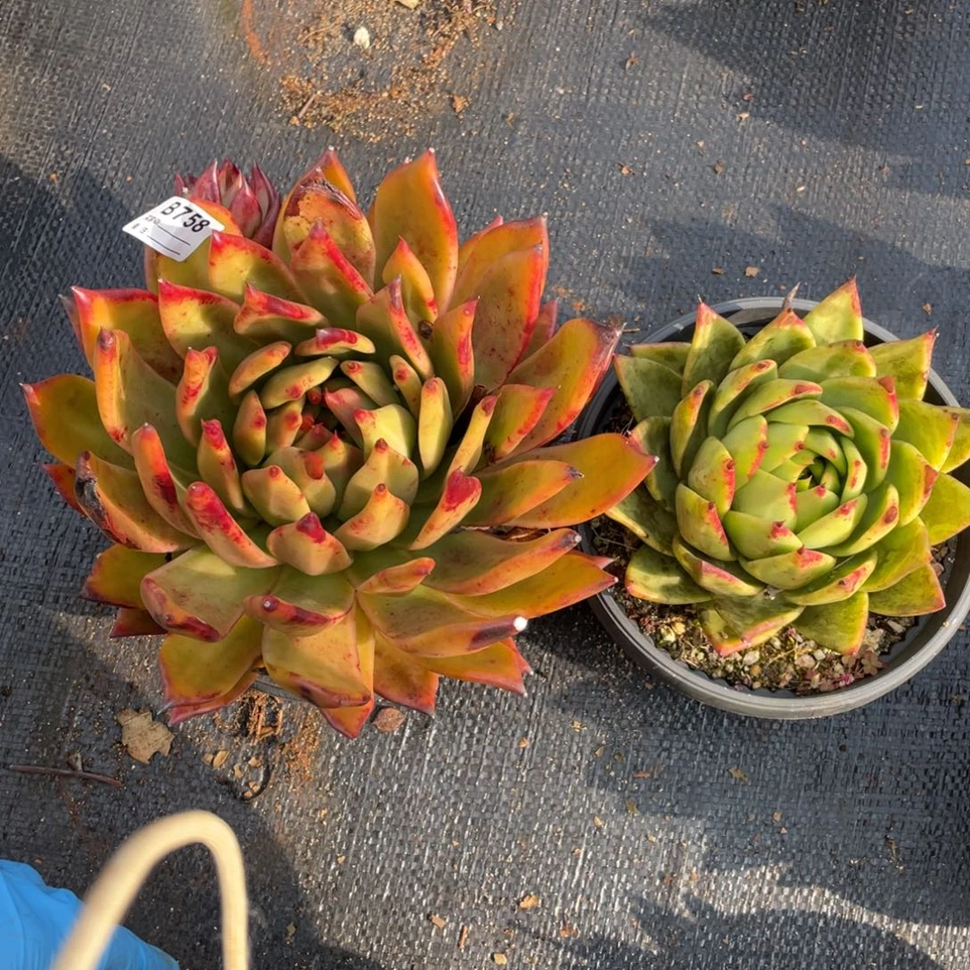 欣***荣无花朵若如东云组拍B758