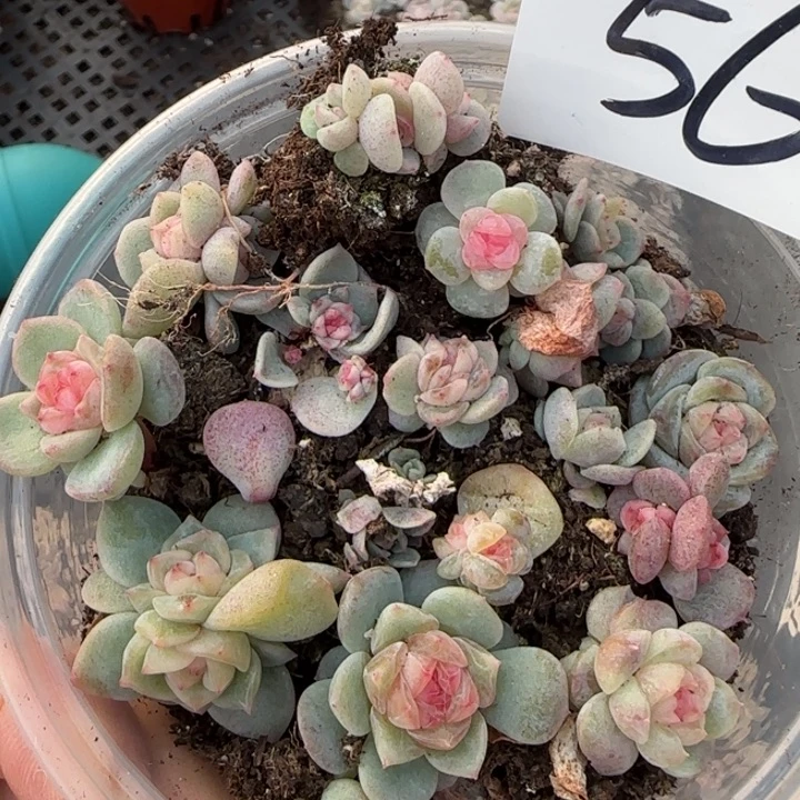 56号王者种播多肉一盒