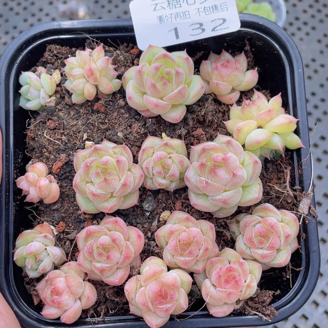 云糖心多肉植物132