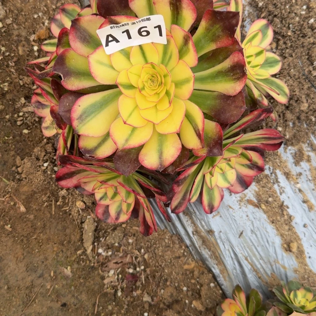 杨***桃161红荔枝。多肉植物