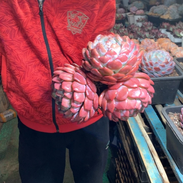 180盆老桩星影橙梦露16.8一颗