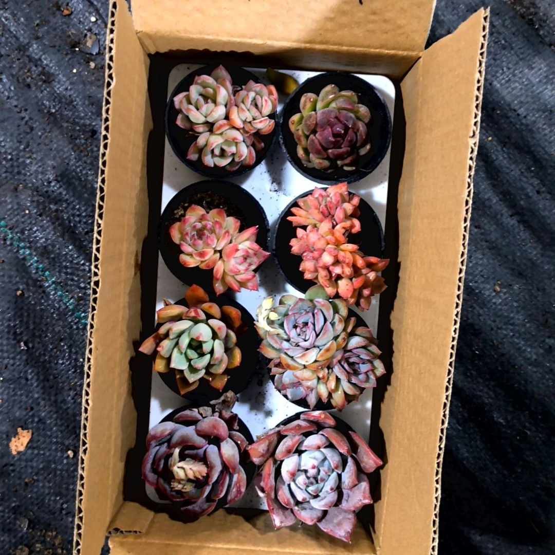 n**o，满9元包邮，1-21号