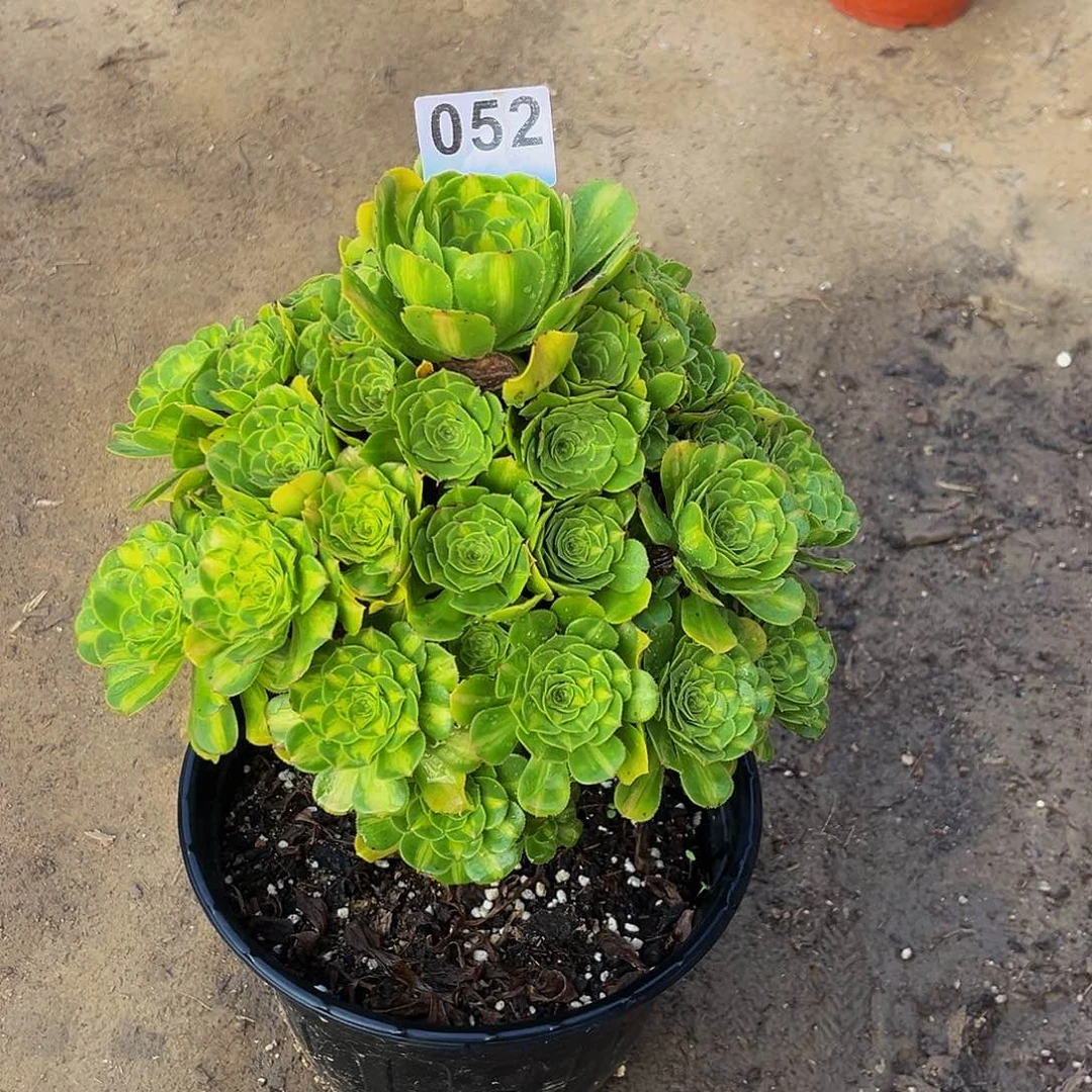 旮****暖翡翠一物一拍052