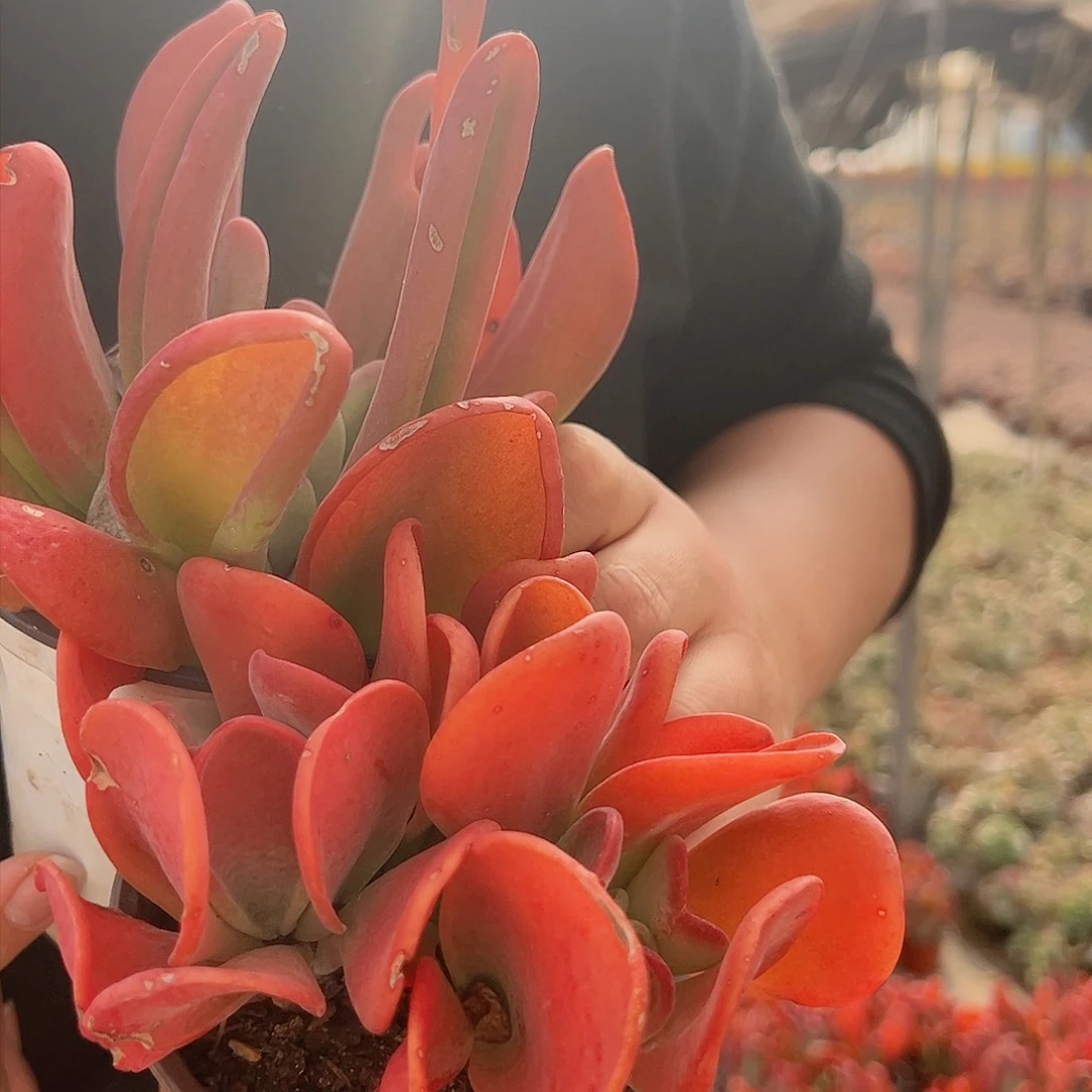 火狐狸两盆120杯多肉