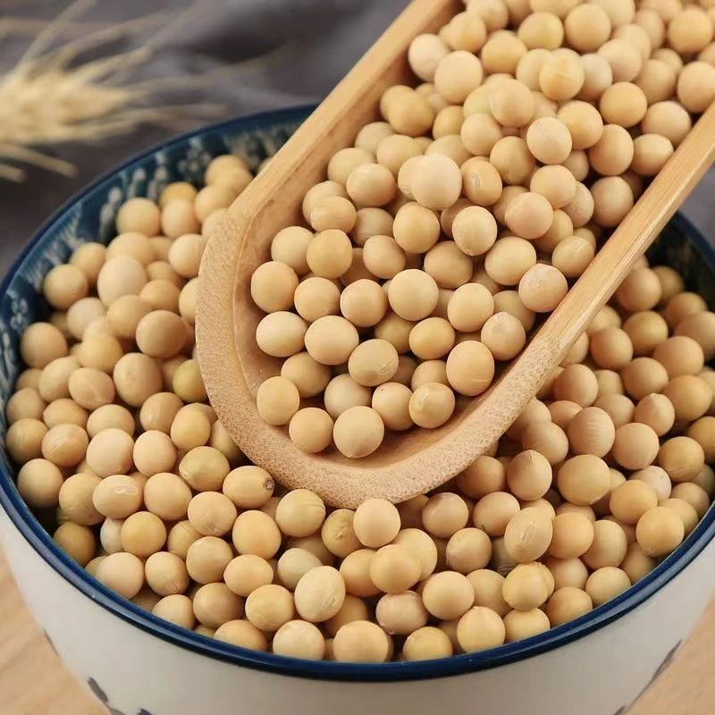 湘西正宗农家优质黄豆种豆味道香浓