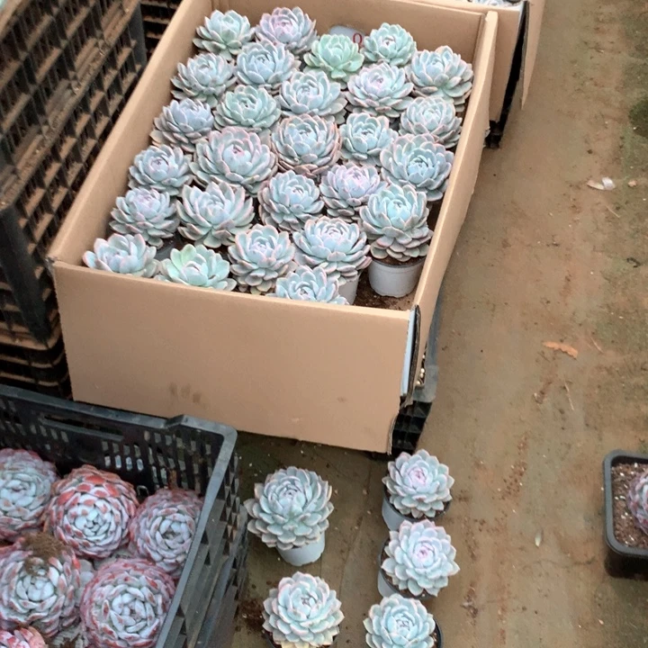 单头包子橙梦露锦12.88两单包邮