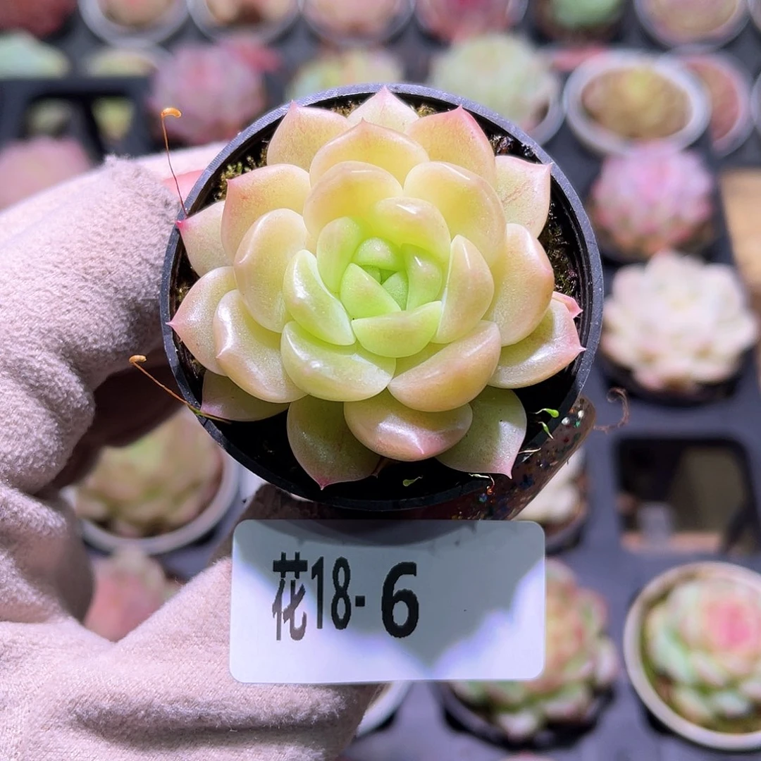 花利美18-6新品单头