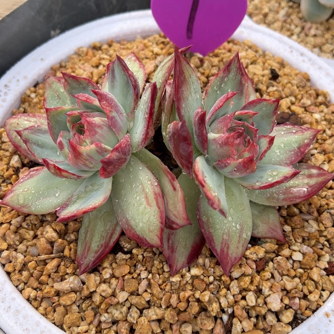 宁***远多肉植物编号1号多肉