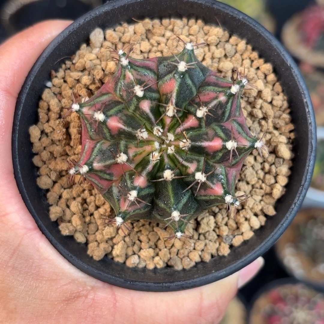 泰系米哈实生仙人球212