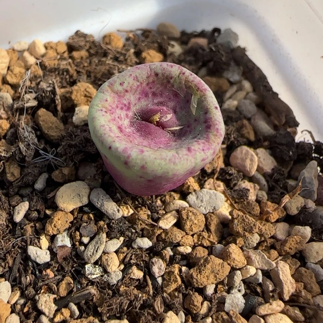 ¿***¿多肉植物SE嘟嘟嘴优选133号