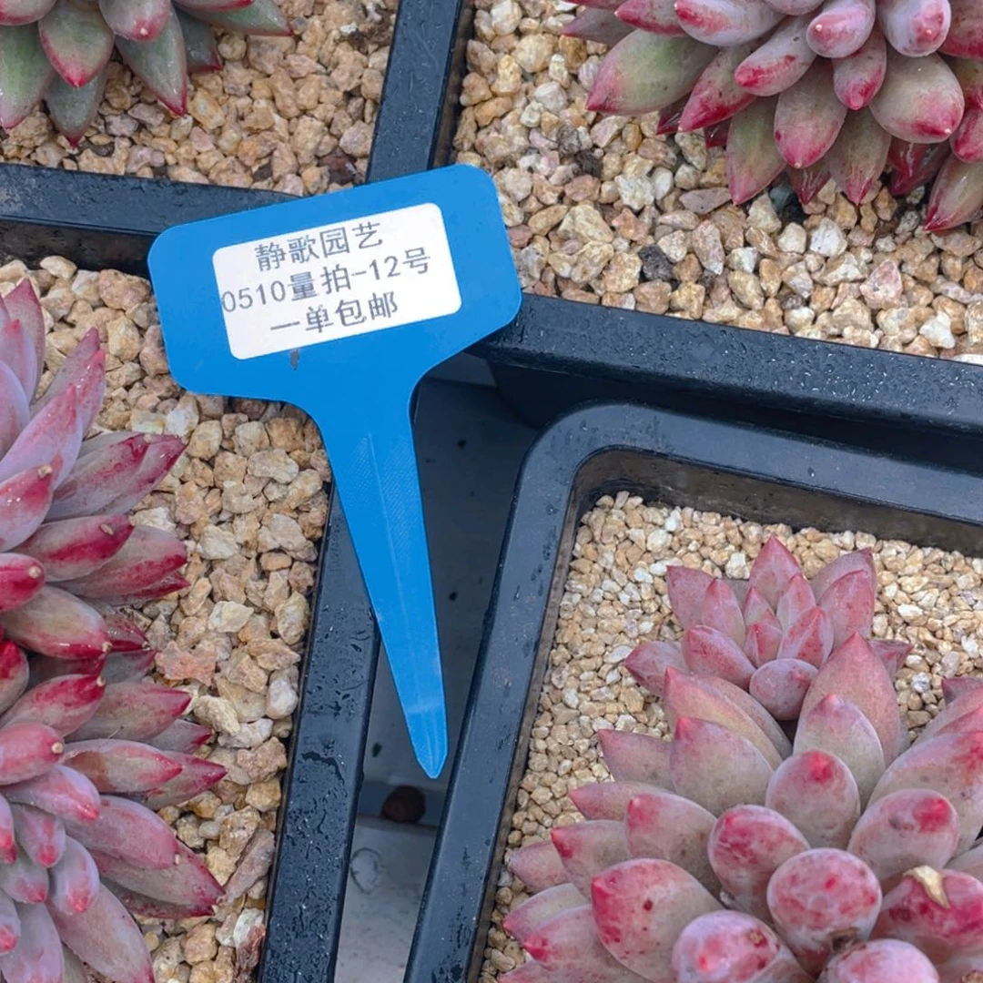 0510-12-虞美人老桩羽毛体一颗