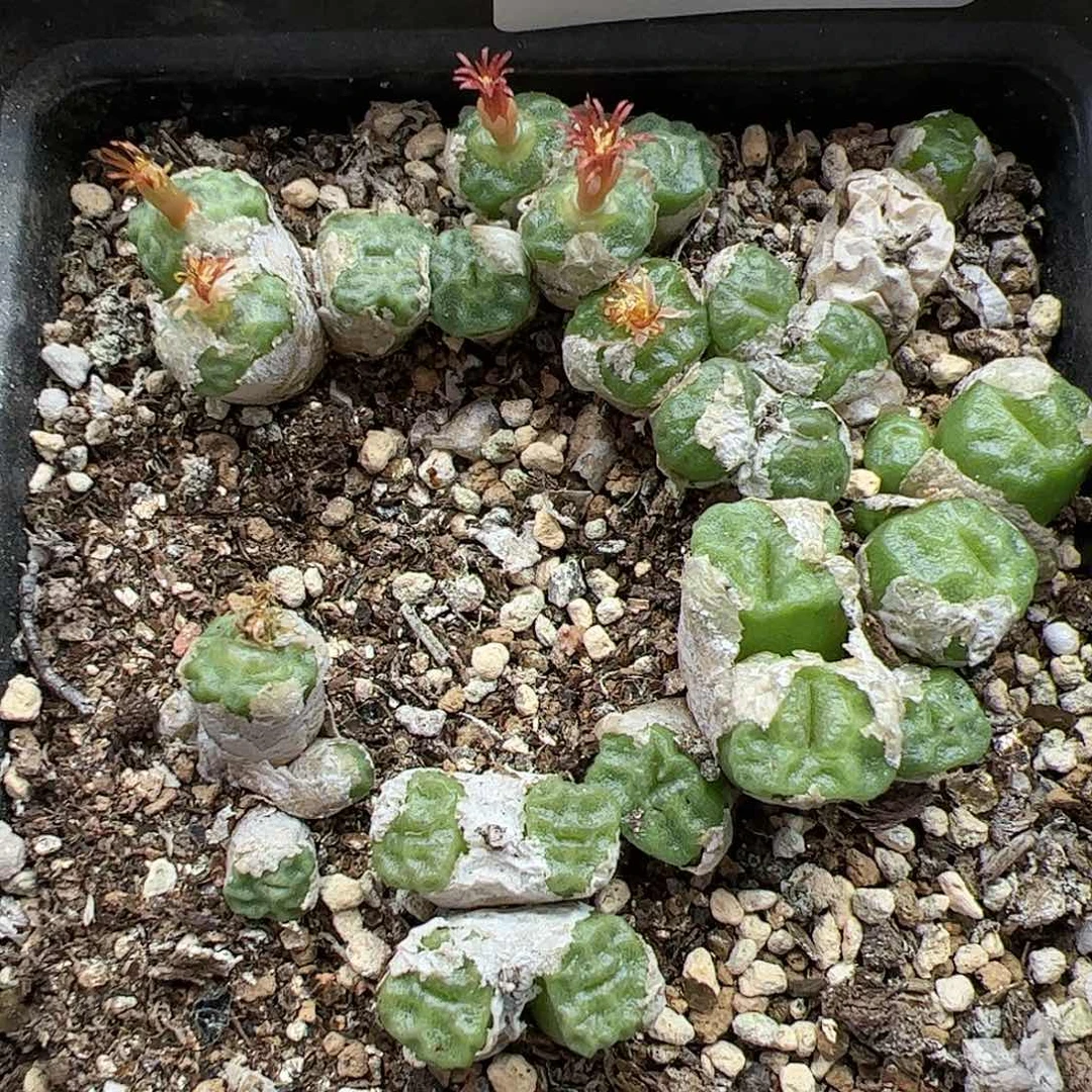 【闪购商品】109 双11返场
