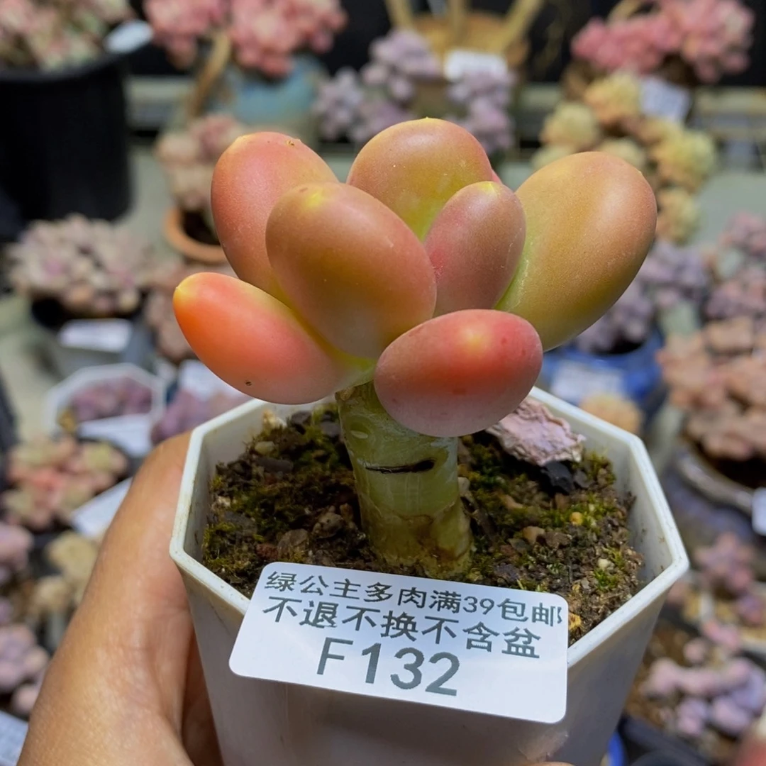 132金蟾多肉肉5c m