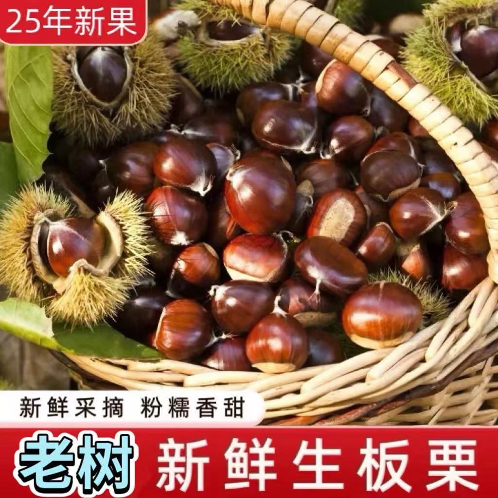 2025新鲜老树大板栗香甜饱满粉糯到手放几天口感更好更易剥皮