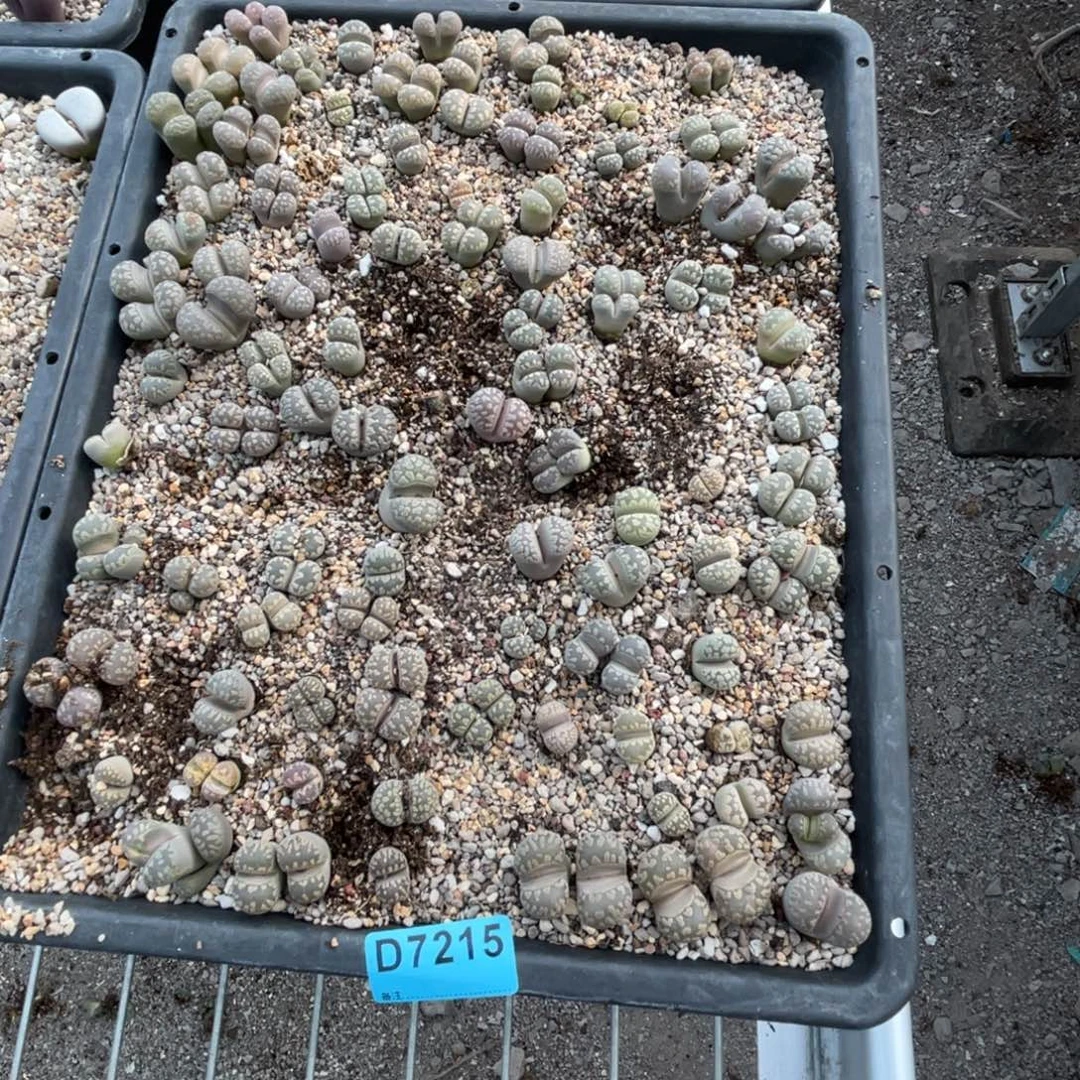 烟***南7215筐福利不售后
