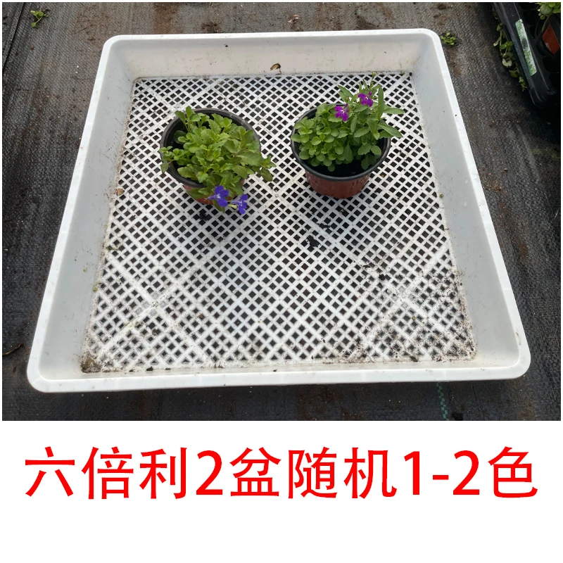 园寻园艺六倍利 盆苗 草本 花卉 盆栽