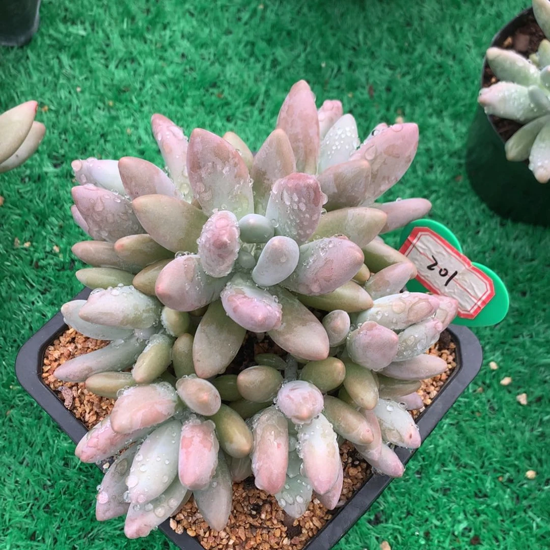 白兰地无砍平头8头201