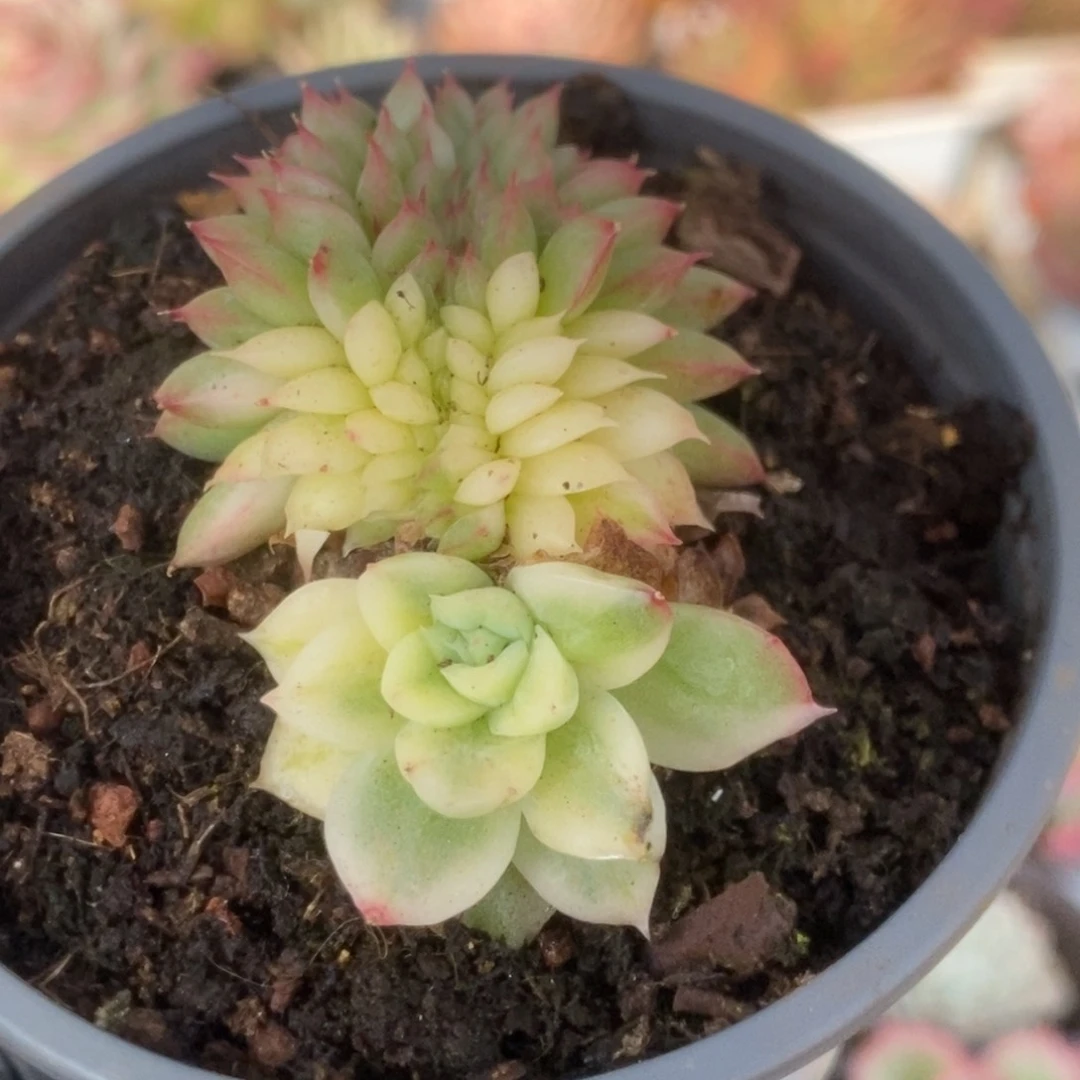 252东云杂锦锦锦锦锦