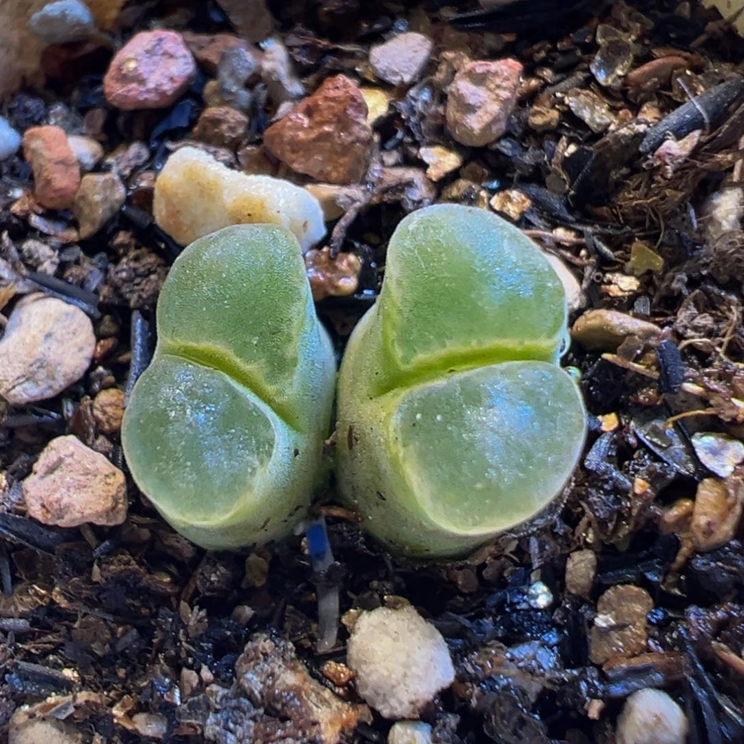 138多肉植物百科知识