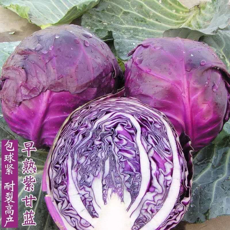 紫甘蓝包心菜种子紫色卷心菜紫包菜种子农家庭院蔬菜种子大全