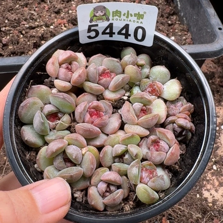 完全开放多肉植物多肉植物