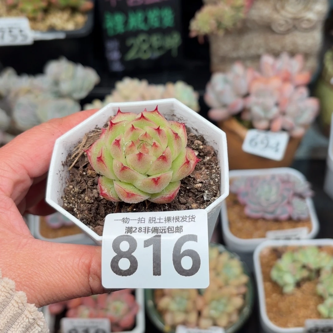 莲华单头无盆土发货