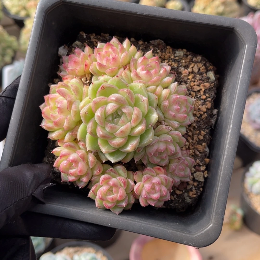 一物一拍不支持退换