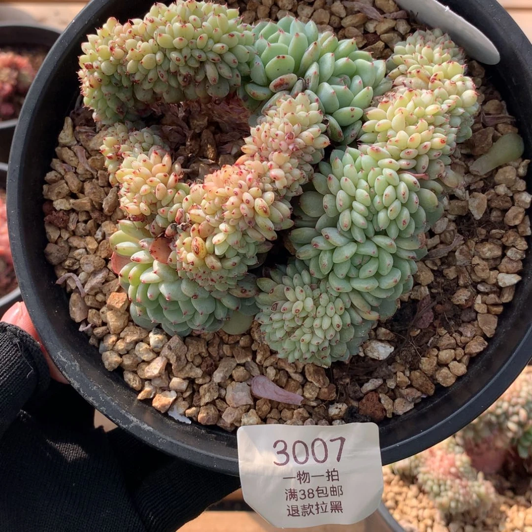 12厘米白胖子缀3007