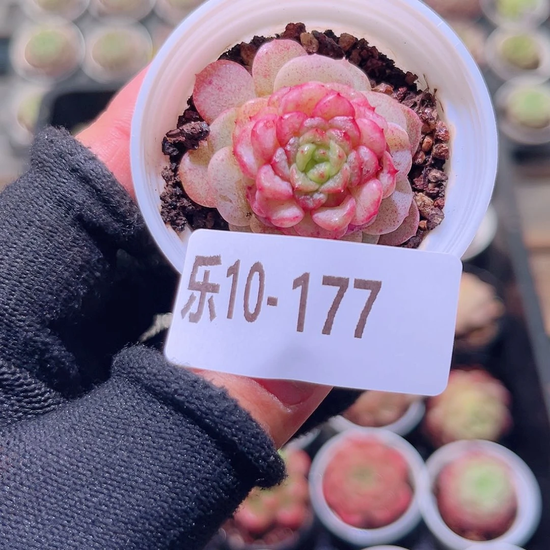 乐然10-177 落霞单头